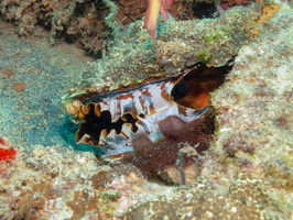 Variable Thorny Oyster IMG 0206