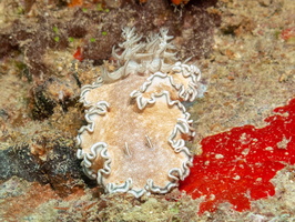 Glossodoris hikuerensis IMG 0210