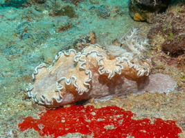 Glossodoris hikuerensis IMG 0211