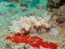  Glossodoris hikuerensis IMG 0212