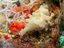 Chagos Calcite Sponge IMG 0217