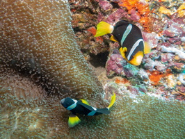 Merten s Anemone with Clark s Anemonefish IMG 0230