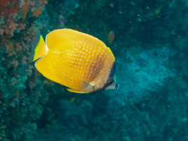 Brown Butterflyfish IMG 0232