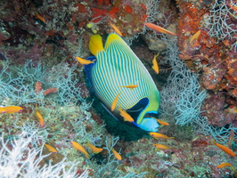 Bluefaced Angelfish IMG 0243