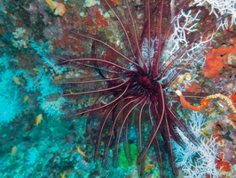Feather Star IMG 0244