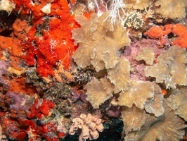 Brassy Leather Coral , Imposter Sponge and Faulkmer s Coral IMG 0245