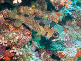 Blotched Porcupinefish IMG 0252