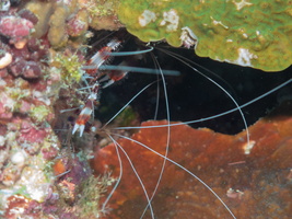 Banded Boxer Shrimp IMG 0253