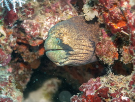 Black Cheek Moray IMG 0255