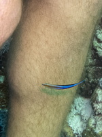 Ruslan gets cleaned by a Blue-Streak Cleaner Wrasse IMG 0257