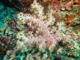 Orange-Mouthed Soft Coral IMG 0258