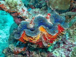 Large Giant Clam IMG 0260