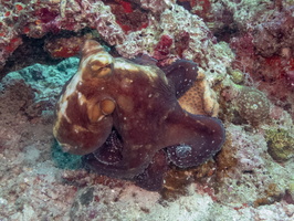 Octopus IMG 0262