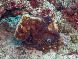 Octopus IMG 0262