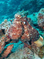 Octopus IMG 0265