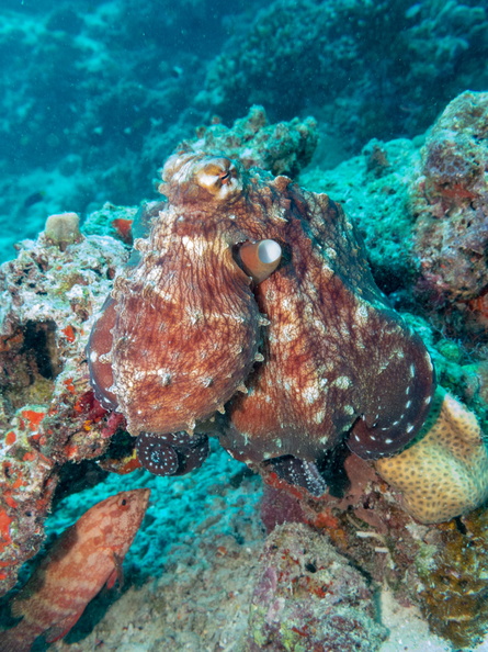 Octopus IMG_0265.jpg