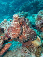 Octopus IMG 0266