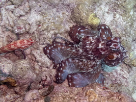 Octopus IMG 0268