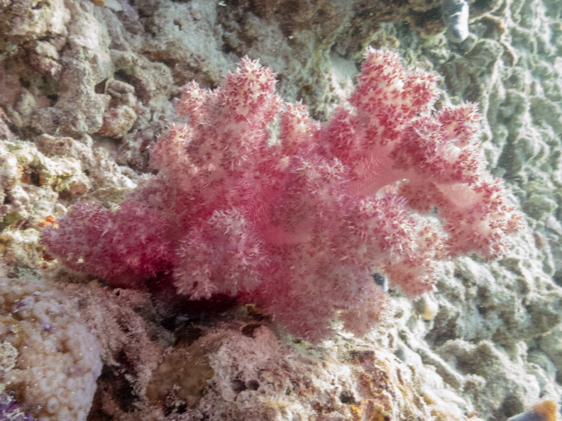 Majenta Spike Soft Coral IMG_0272.jpg