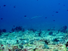 Whitetip Sharks MG 0285