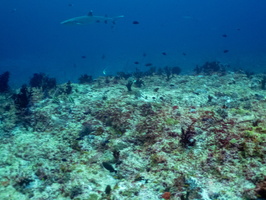 Whitetip Shark IMG 0288