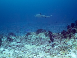 Whitetip Shark IMG 0294