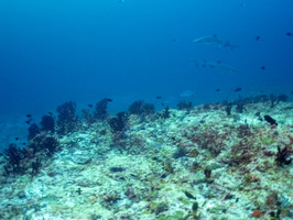 Whitetip Sharks IMG 0295