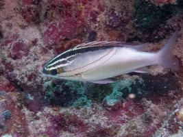 Bridled Monocle Bream  IMG 0572