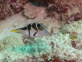 Saddled Pufferfish IMG 0573