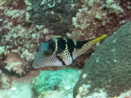Saddled Pufferfish IMG 0574