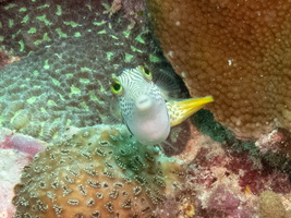 Saddled Pufferfish IMG 0575