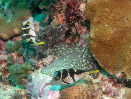 Saddled Pufferfish IMG 0576