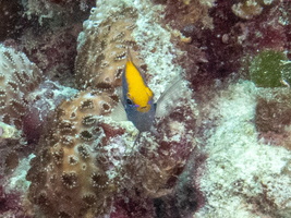 Indian Dameslfish IMG 0580