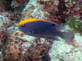 Indian Damselfish IMG 0581