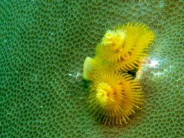Christmas Tree Worm IMG 0594
