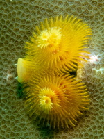 Christmas Tree Worm IMG 0595