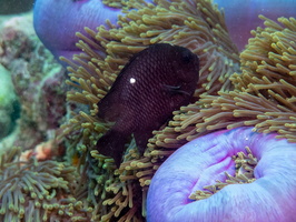 Three-spot Humbug  on Magnificent Sea Amenome IMG 0597