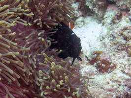 Three-spot Humbug IMG 0598