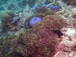 Magnificent Sea Amenome IMG 0599