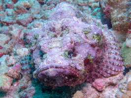 Tassled Scorpionfish IMG 0601