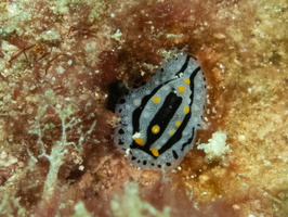 Tiny Varicose Phylidia IMG 0603