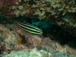 Black Striped Cardinalish  IMG 0611