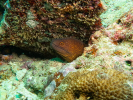 Yellow-margin Moray IMG 0612