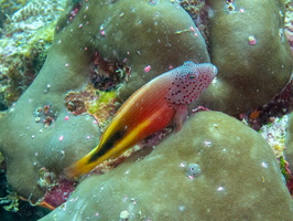 Foster s Hawkish IMG 0616