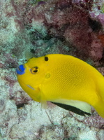 Three-spot Angelfish IMG 0617