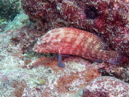 Dusky-fin Rock Cod IMG 0621