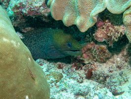 Undulated Moray IMG 0626