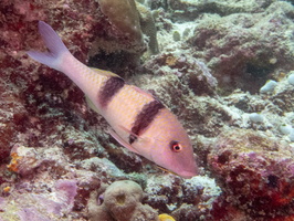 Barred Goatfish IMG 0628