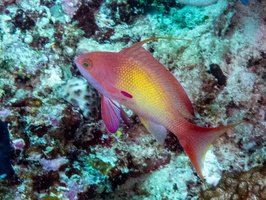 Orange Basslet IMG 0629