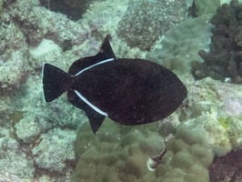 Black Triggerfish IMG 0630